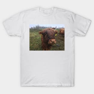 Scottish Highland Cattle Calf 1993 T-Shirt